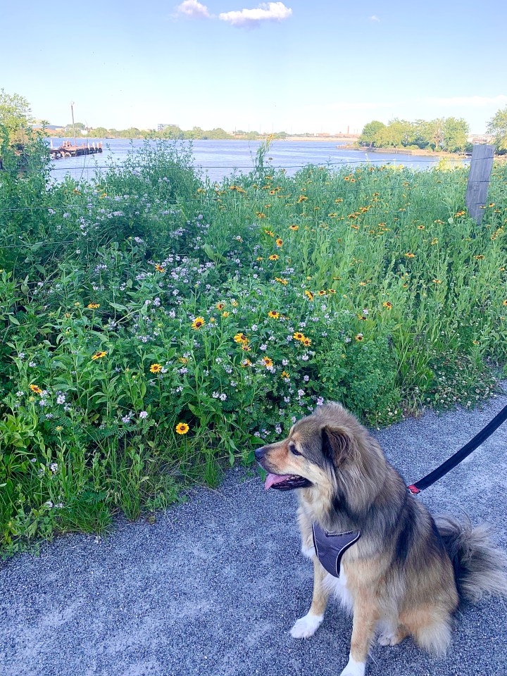 An Unlikely Adoption&nbsp;Story